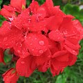 Tuż po deszczu #kwiat #kwiaty #przyroda #rośliny #makro
