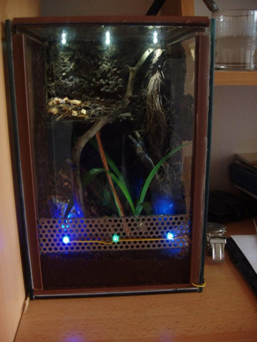 Terrarium P.Cambridgei