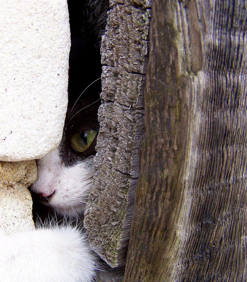 Widze Cię ... ;> #oko #kot #Kula #drzwi