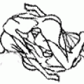 2 Kaktusa