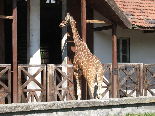 Dalsza część zdjątek z Zoo