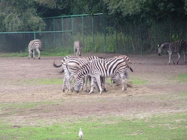 ZOO Oliwskie #ZOO