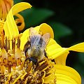 pszczoła #wieś #łąka #przyroda #natura