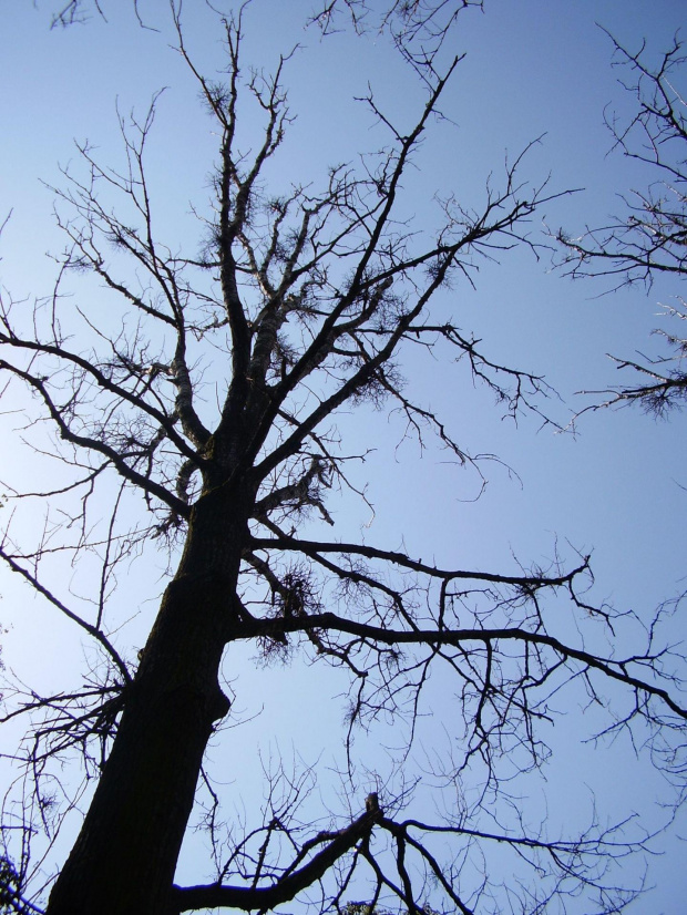 drzewko w parku Chełmskim- centrum #ParkChełmDrzewoDrzewkoKonar