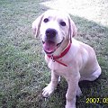 Hektorek- mój psiunek #pies #Hekotr #szczeniak