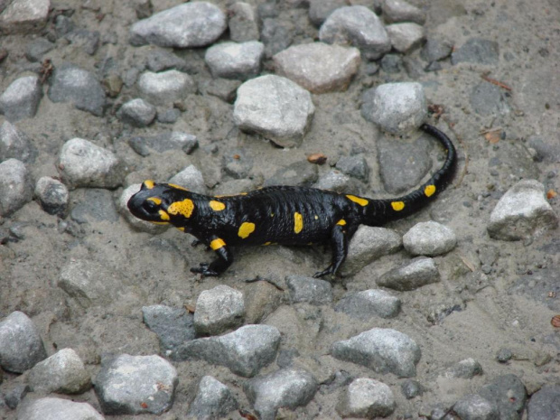 #Bieszczady #SalamandraPlamista #salamandra #zwierzęta #natura