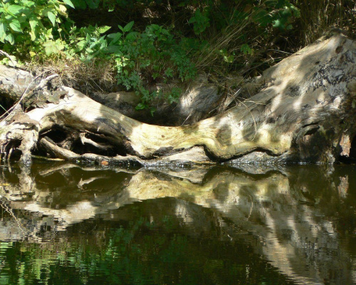 #natura #ZachódSłońca #chmury #widoki #rośliny