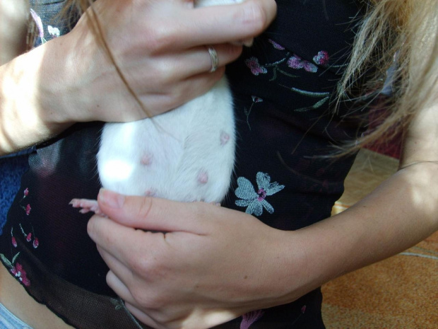 #szczury #szczurki #szczurasy #ogonki #rat #rats