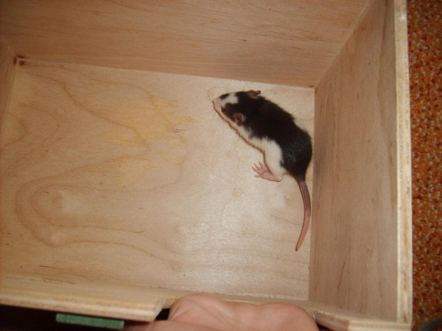 #szczury #szczurki #szczurasy #ogonki #rat #rats