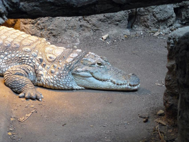 #krokodyl