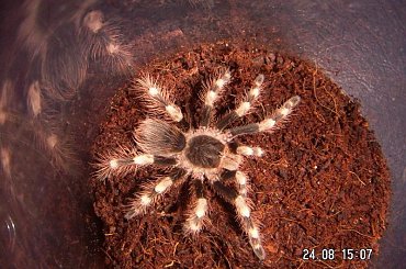 Megaphobema robustum L8 i Nhandu coloratovillosus L9 #ptaszniki #pająki #nhandu #megaphobema #pajęczaki