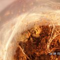 Cyclosternum fasciatum L10 #ptaszniki #pajeczaki #pająki #cyclosternum #tygrysek