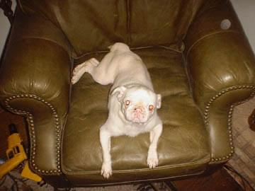 albinotyczny pies #psy