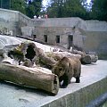 i znów niedźwiadek- Słowacja