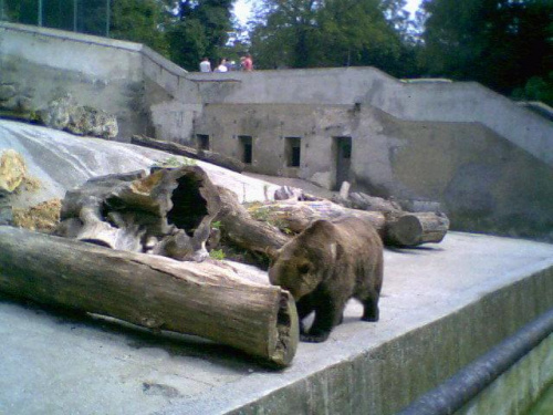 i znów niedźwiadek- Słowacja