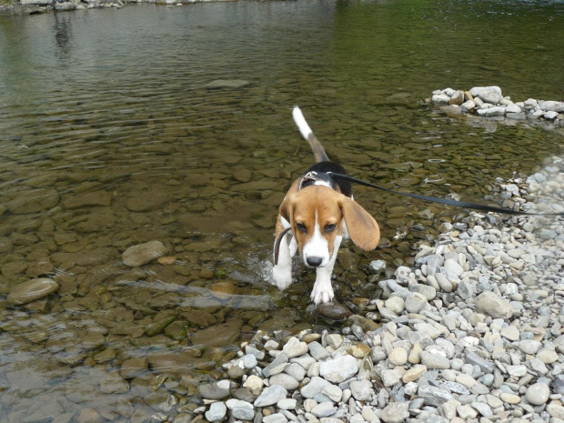 brrrrr zimna woda #beagle #szczeniak #pies #psy