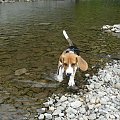 brrrrr zimna woda #beagle #szczeniak #pies #psy