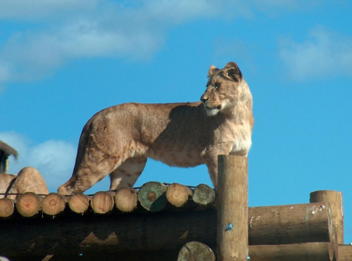Safari Park #przyroda #zwierzęta #kot #koty