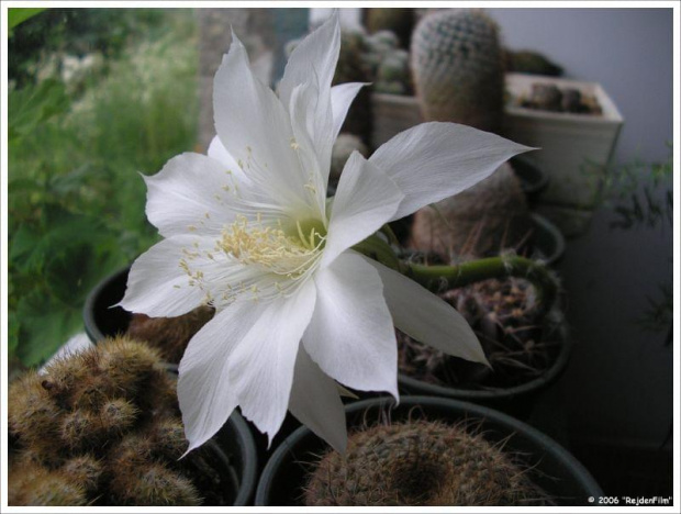 echinopsis #kaktusy