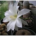 echinopsis #kaktusy