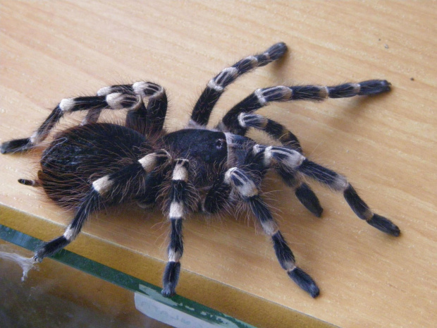 A.Geniculata L12
Samica