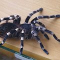 A.Geniculata L12
Samica