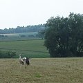 Bociany na żerowisku koło Dzierżoniowa