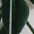 Fikus ,210 cm wysokości i jego największy liść ( 28 cm) #Fikus #kwiat #roślina #doniczka
