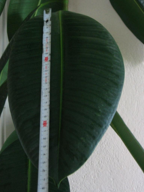 Fikus ,210 cm wysokości i jego największy liść ( 28 cm) #Fikus #kwiat #roślina #doniczka