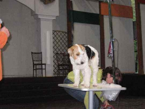 Konkurs na najmilszego psa w Ustroniu #MarleyLabradorPiesUstrońKonkurs