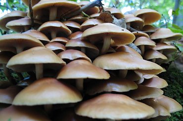 Koluszki, Lisowice, przyroda, jesień, grzyby, kwiaty #Koluszki #Lisowice #przyroda #jesień #grzyby #kwiaty