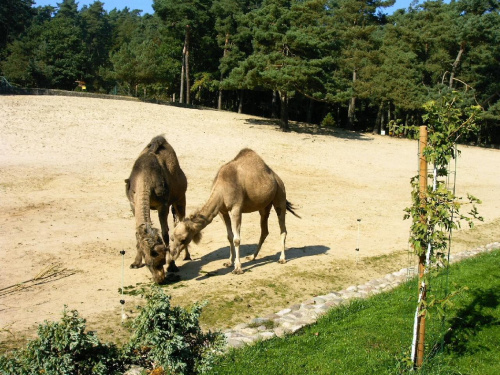 Raj dla wielbłądów