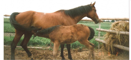 Ligia i Abroży