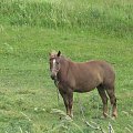 #Bydgoszcz #koń #zwierzęta #przyroda #maj