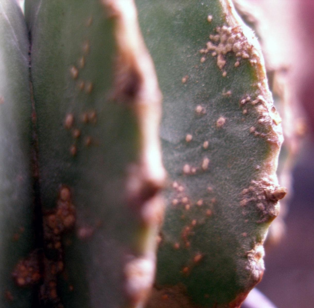 geohintonia chora #kaktus #meksyk #geohintonia #kolekcja
