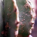 geohintonia chora #kaktus #meksyk #geohintonia #kolekcja
