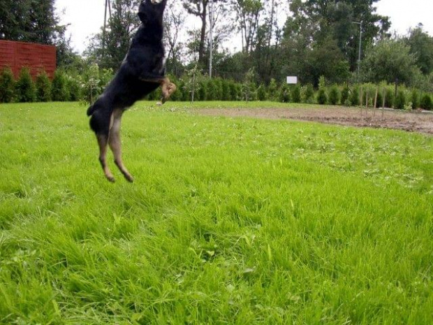 Bajka frisbee