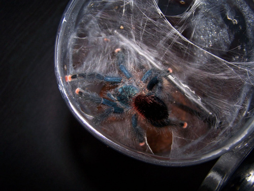 Avicularia avicularia L9