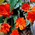 begonia