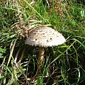 grzygy, muchomory, kanie, śluzaki #mushrooms #grzyby #xnifar #kania #muchomor