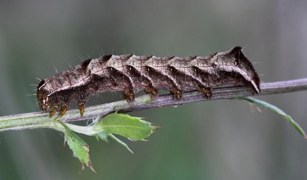 Melanchra persicariae - Piętnówka rdestówka