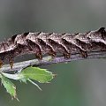 Melanchra persicariae - Piętnówka rdestówka