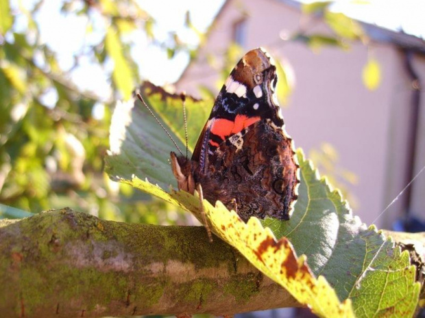 Motylek :) #owady #żyjątka #natura