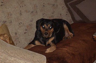 moja śliczna sunia ;) #pies #mieszaniec