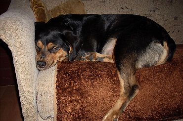 moja śliczna sunia ;) #pies #mieszaniec