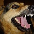 #pies #owczarek #wilczur #agresor #morderca