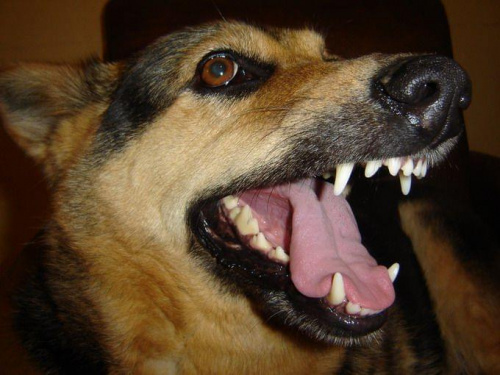 #pies #owczarek #wilczur #agresor #morderca