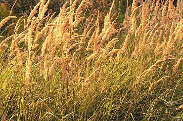 #słońce #rosa #krople #pajeczyna #liście #jesień #drzewa #kwiaty