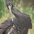 Prowansja fauna