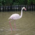 Prowansja fauna